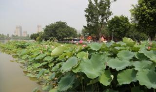 漳州碧湖生态园 漳州碧湖生态园